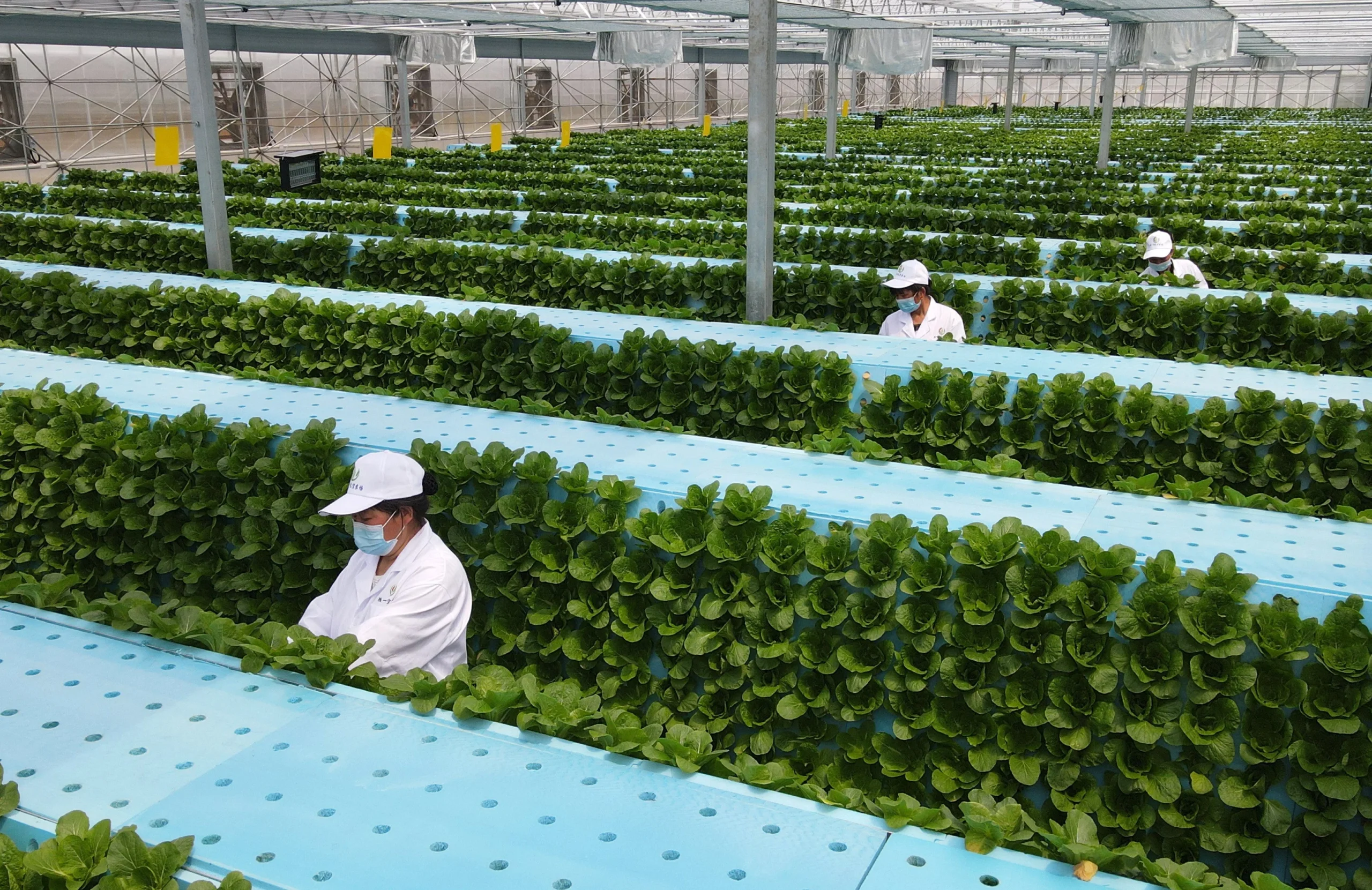 The Digital Farm: The First Ever Semi Independent Smart Farm by China